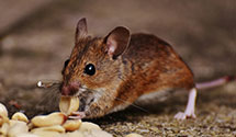 24 Hour & Emergency Exterminators in Ritzville, WA